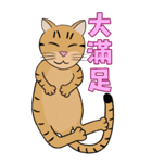 Tabby Milktea Cat III（個別スタンプ：31）