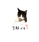 ちょびひげ猫の日常（個別スタンプ：1）