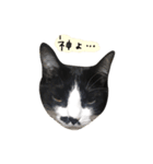 ちょびひげ猫の日常（個別スタンプ：2）