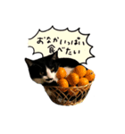 ちょびひげ猫の日常（個別スタンプ：3）