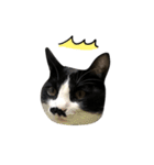 ちょびひげ猫の日常（個別スタンプ：4）