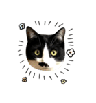 ちょびひげ猫の日常（個別スタンプ：5）
