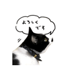 ちょびひげ猫の日常（個別スタンプ：8）