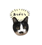 ちょびひげ猫の日常（個別スタンプ：10）