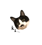 ちょびひげ猫の日常（個別スタンプ：11）