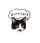 ちょびひげ猫の日常（個別スタンプ：14）