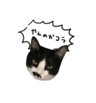 ちょびひげ猫の日常（個別スタンプ：15）