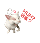 ネコ団欒（個別スタンプ：1）