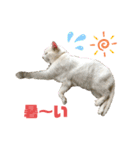 ネコ団欒（個別スタンプ：4）