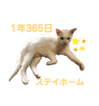 ネコ団欒（個別スタンプ：5）