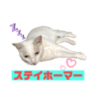 ネコ団欒（個別スタンプ：6）