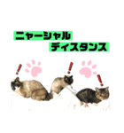 ネコ団欒（個別スタンプ：7）