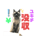 ネコ団欒（個別スタンプ：8）