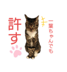 ネコ団欒（個別スタンプ：9）
