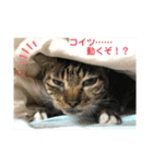 ネコ団欒（個別スタンプ：10）