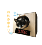 ネコ団欒（個別スタンプ：11）