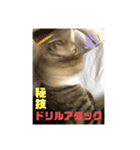 ネコ団欒（個別スタンプ：12）