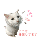 ネコ団欒（個別スタンプ：13）
