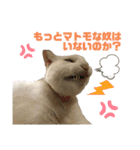 ネコ団欒（個別スタンプ：14）