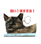 ネコ団欒（個別スタンプ：16）