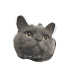 シャンティcat（個別スタンプ：1）