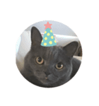 シャンティcat（個別スタンプ：3）