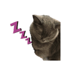 シャンティcat（個別スタンプ：4）