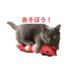 シャンティcat（個別スタンプ：5）
