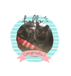 シャンティcat（個別スタンプ：6）