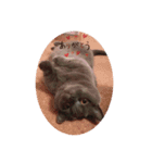 シャンティcat（個別スタンプ：8）