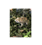 むしししししし（個別スタンプ：8）