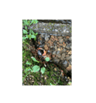 むしししししし（個別スタンプ：13）