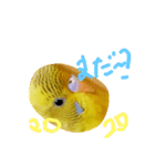 緑のズボンのインコ（個別スタンプ：4）