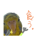 緑のズボンのインコ（個別スタンプ：5）
