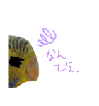 緑のズボンのインコ（個別スタンプ：6）