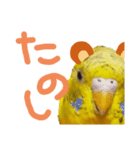 緑のズボンのインコ（個別スタンプ：8）