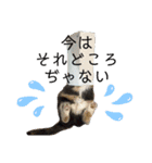 にゃんこ 楽しい スタンプ（個別スタンプ：4）