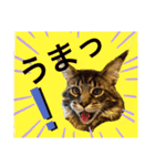 にゃんこ 楽しい スタンプ（個別スタンプ：7）