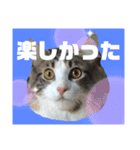にゃんこ 楽しい スタンプ（個別スタンプ：9）
