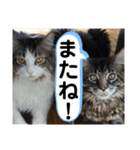 にゃんこ 楽しい スタンプ（個別スタンプ：10）