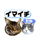 にゃんこ 楽しい スタンプ（個別スタンプ：13）