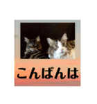 にゃんこ 楽しい スタンプ（個別スタンプ：14）