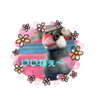文鳥ちょん（個別スタンプ：2）