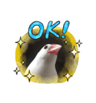 文鳥ちょん（個別スタンプ：3）