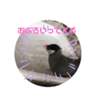 文鳥ちょん（個別スタンプ：6）
