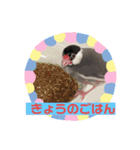 文鳥ちょん（個別スタンプ：7）