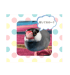 文鳥ちょん（個別スタンプ：8）