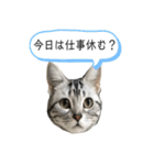 猫のよもぎ（個別スタンプ：1）
