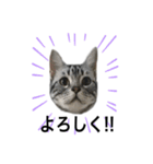 猫のよもぎ（個別スタンプ：2）