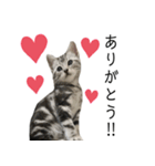 猫のよもぎ（個別スタンプ：3）